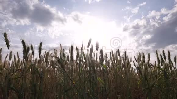 日落时的小麦农田谷物谷物收获视频的预览图