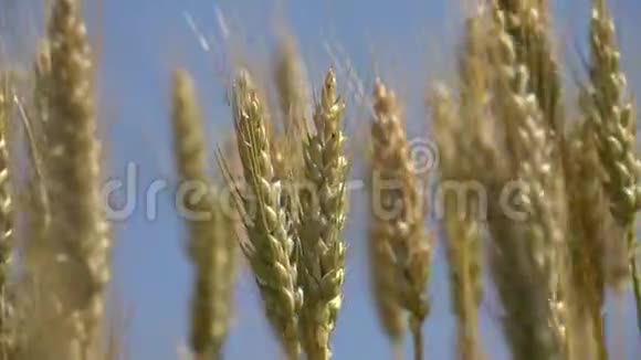 小麦农田谷物谷物收获视频的预览图