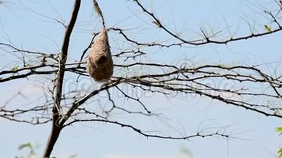 欧亚垂垂直雀上巢鸟儿喂养雏鸟视频的预览图