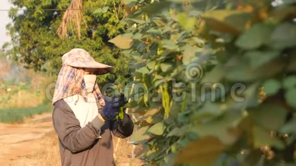 女农收集有翅膀的豆子在农场散步视频的预览图