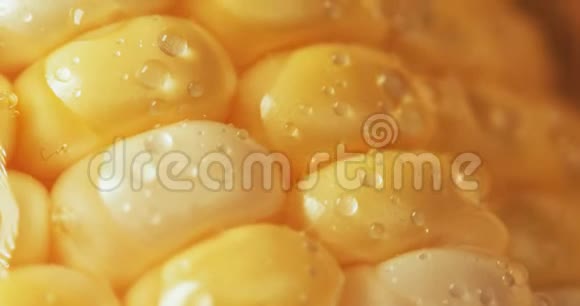 农场新鲜甜黄玉米有水滴视频的预览图