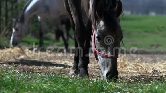 马在马厩里吃草视频的预览图