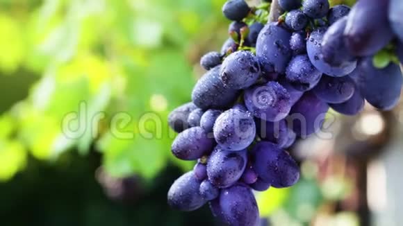 秋天葡萄园熟葡萄酿造红酒的葡萄上熟红葡萄葡萄丰收美丽的乡村葡萄园视频的预览图