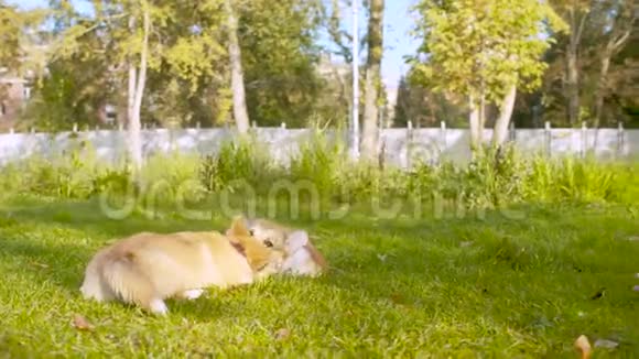 两只科吉狗在草地上玩耍视频的预览图
