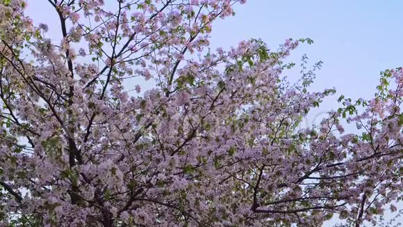 樱花在蓝天的映衬下绽放视频的预览图
