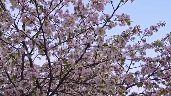 樱花在蓝天的映衬下绽放视频的预览图