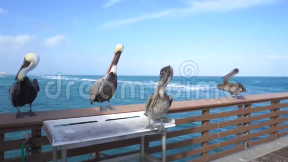 佛罗里达海边码头的栅栏上坐着的野生视频的预览图