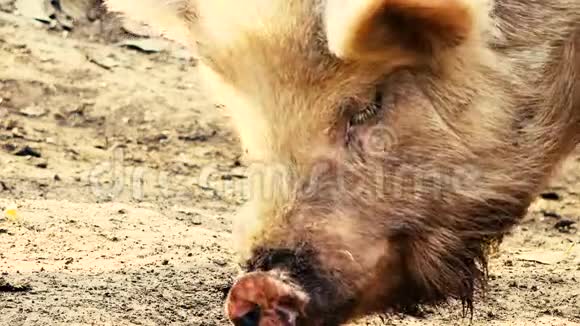 农场里的迷你猪视频的预览图