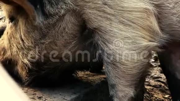 农场里的迷你猪视频的预览图