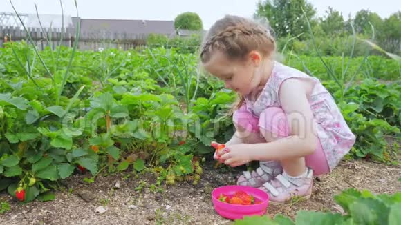 小可爱的女孩在房子的后院收获草莓视频的预览图