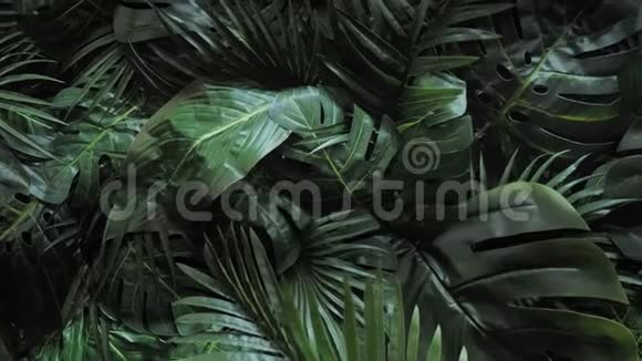 抽象的纹理接近新鲜的异国情调热带绿色新鲜卷曲的叶子在幻想的黑暗森林大掌叶视频的预览图