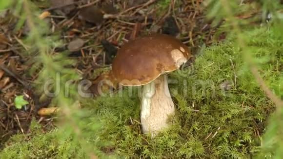 森林地板上的蘑菇视频的预览图