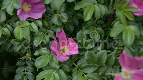 粉红玫瑰和一只采蜜的蜜蜂视频的预览图