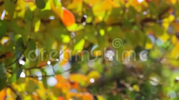 秋天的橙色树叶视频的预览图