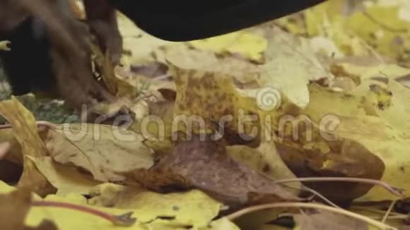 一个女人走在秋天公园的落叶上落叶开始了视频的预览图