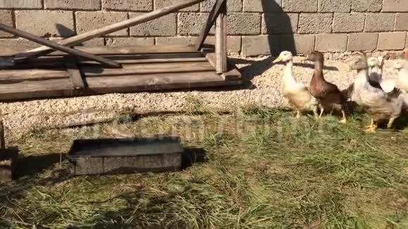 鸭子在家院子里跑农村家庭家禽养殖的例子视频的预览图