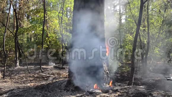 森林东欧的野火视频的预览图
