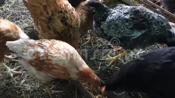 一群鸡在鸡舍里吃谷物和玉米农场动物视频的预览图