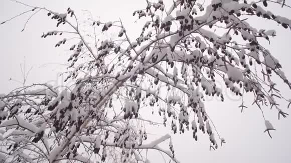 雪桦树伴柳絮冬季圣诞公园雪慢慢地落在无叶的树枝上美丽美丽视频的预览图