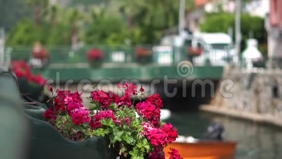 美丽的花坛在一条有船的运河的背景上开着粉红色的花视频的预览图