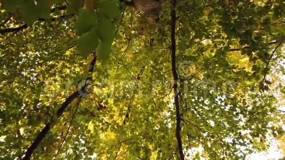 相机向上看着秋日的树叶天篷转动视频的预览图