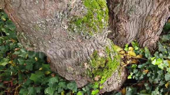 树干覆盖着厚厚的绿色苔藓一个特写的后续镜头视频的预览图