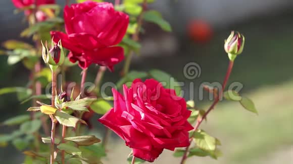在秋天的花圃里红色的玫瑰花靠近花瓣娇嫩在模糊的玫瑰花背景下绽放视频的预览图