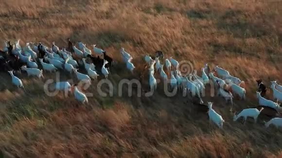 空中观景山羊在农田里放牧视频的预览图