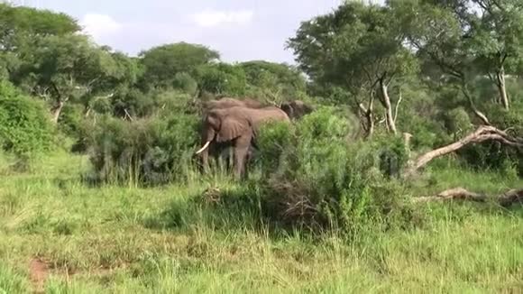 大象站在绿布什视频的预览图