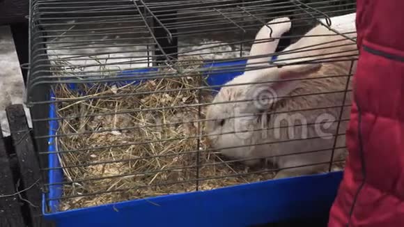 红色的佛兰德巨兔坐在笼子里吃了一顿饭联系动物园人们看家养动物视频的预览图