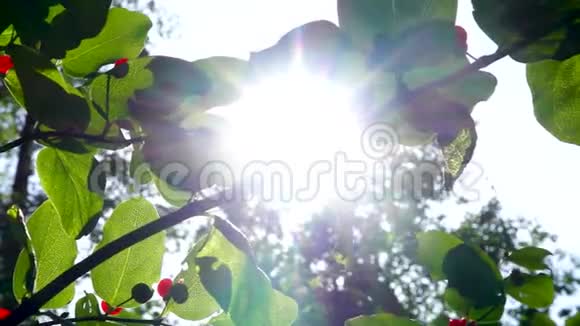 森林金银花灌木和太阳闪烁视频的预览图