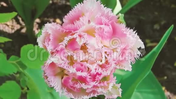 风日户外散发出蓬松的粉红色白色郁金香花详细的宏观镜头视频的预览图