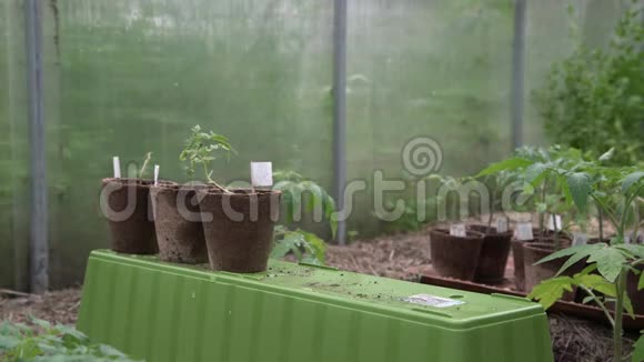 男农在种植到土壤中之前用番茄植物持有机锅人类准备把小番茄种植成视频的预览图