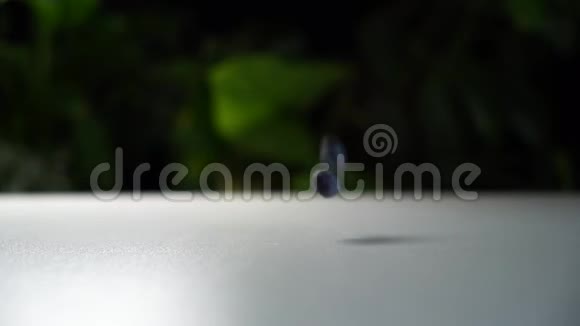 慢镜头美味的蓝莓落在白色的桌子上背景中绿色植物的电影景观视频的预览图