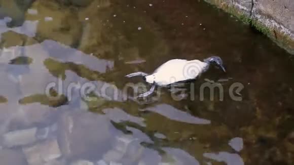 一只死鸟在一条污染的泡沫的河流里视频的预览图