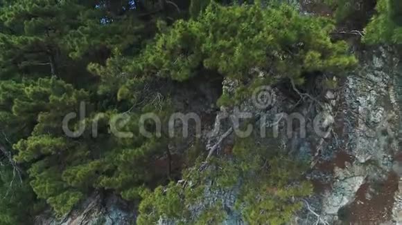 树根生长在岩石上岩石的景色岩石上的松树年轻的松果视频的预览图