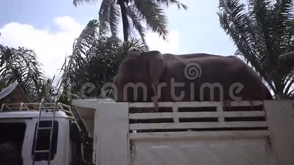 两只亚洲大象站在卡车里准备进一步运输视频的预览图