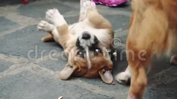 小狗和狗玩耍和跳跃的肖像视频的预览图