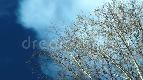 高高的桦树的树枝上开着一朵开花的柔和嫩绿的叶子视频的预览图