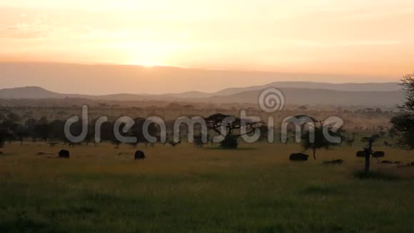 日落时的非洲草原景观有相思树和疯狂的野牛视频的预览图