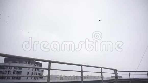 一群鸟在摩天大楼上空盘旋从邻近房子的屋顶看乌鸦视频的预览图