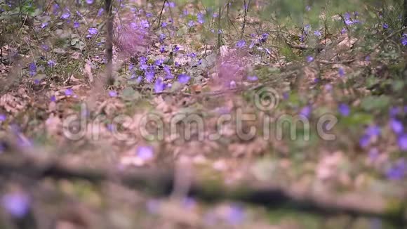 森林中的春季初霜视频的预览图