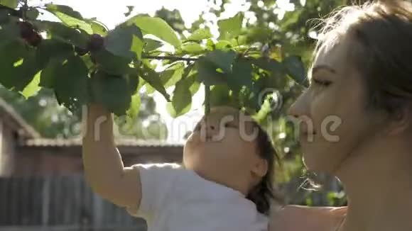 年轻的母亲手里拿着一个小女孩而婴儿则直接从树上吃樱桃视频的预览图