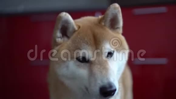 一只狗脸特写宠物看着相机和周围博克Shibainu视频的预览图