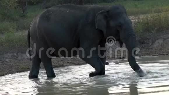 斯里兰卡湖上的大象饮料特写视频的预览图