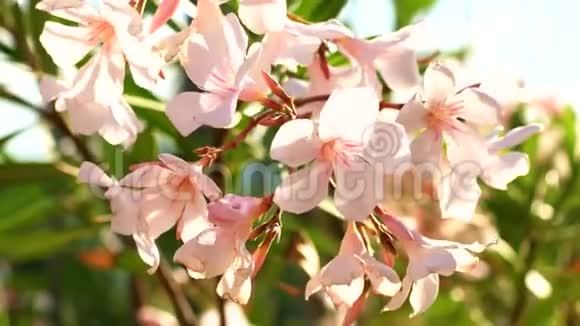 细观夹竹桃拉丁名称花白色和粉红色盛开的美丽植物视频的预览图