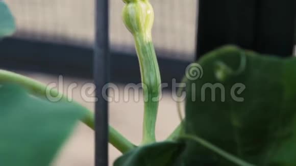 匍匐在一株带着幼果和卷须的小哈密瓜上视频的预览图