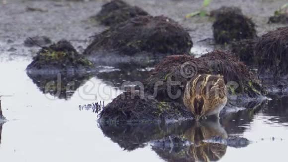 鸟常见的蛇在沼泽中站在一个凸起上视频的预览图