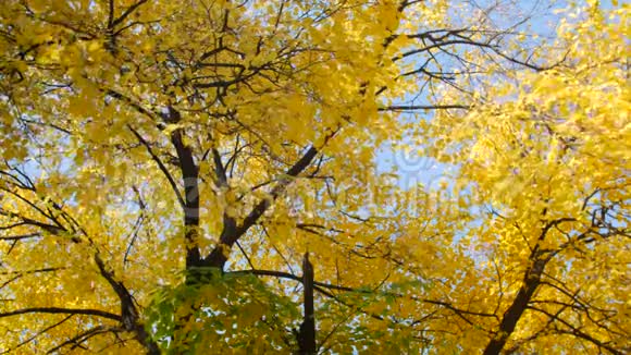 黄色的秋叶在阳光下的树上温暖的秋日视频的预览图