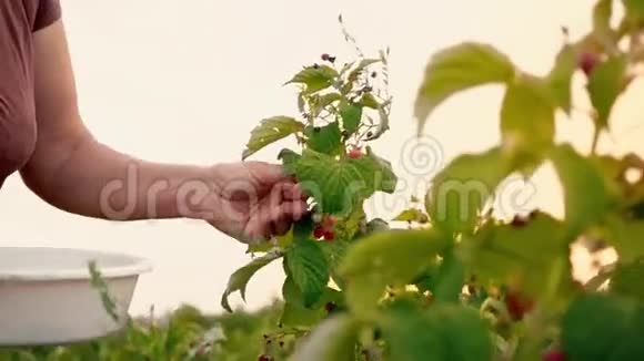 一位穿着棕色T恤和白色帽子的老妇人从灌木丛中摘下覆盆子浆果把它们放进一个白色的碗里视频的预览图